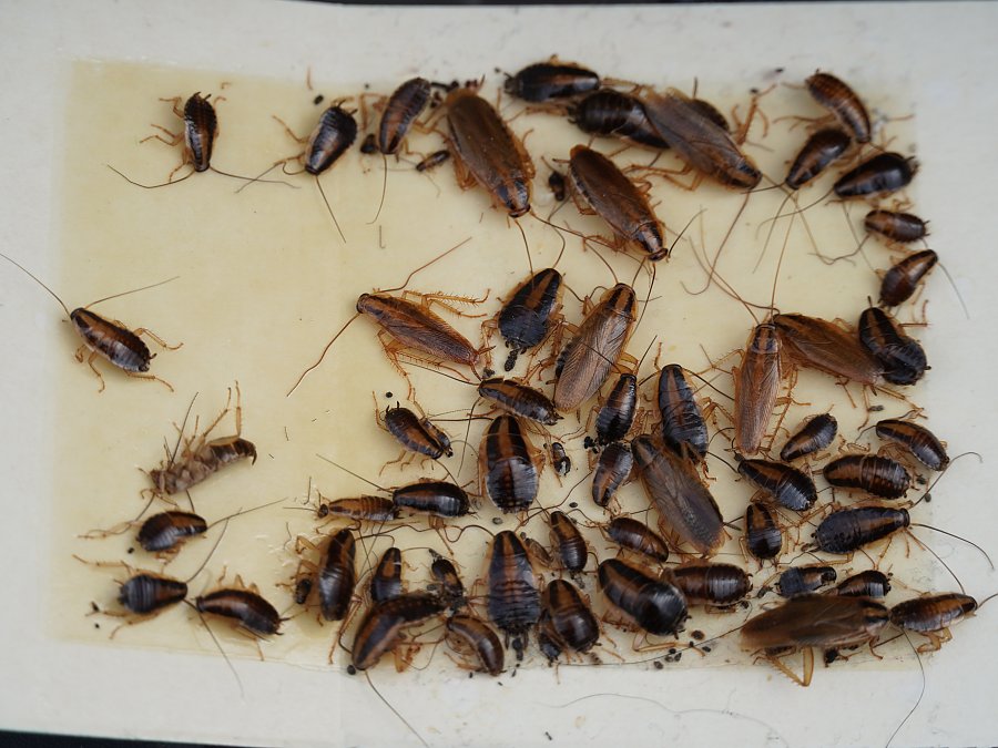 Kakerlaken in der Küche - Ratgeber zur Prävention und Bekämpfung