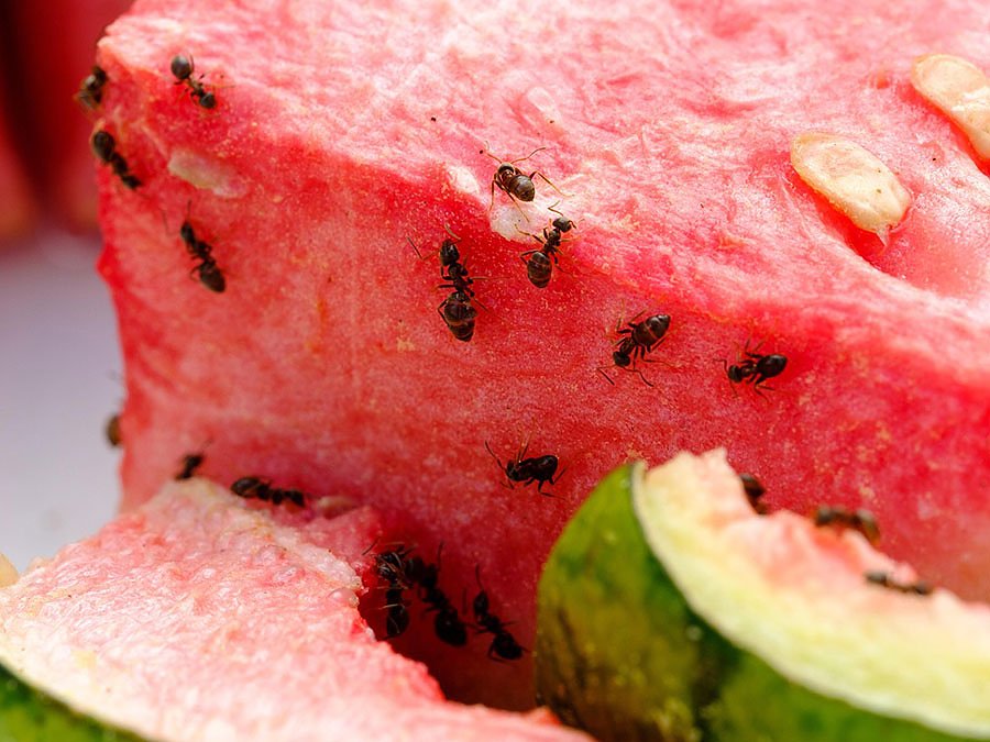 Schädlingsbekämpfung im Sommer – diese Schädlinge haben Saison